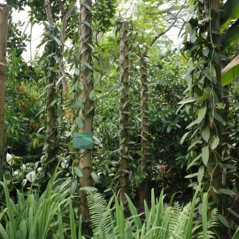 Vanilla plants growing up poles in the Rainforest Biome